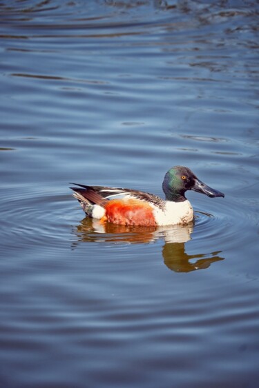 Photographie intitulée "Azure Duck" par Aiyana Gagnon, Œuvre d'art originale, Photographie numérique