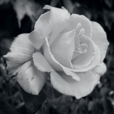 「Rose (6604)」というタイトルの写真撮影 Michel Akliによって, オリジナルのアートワーク, 操作されていない写真