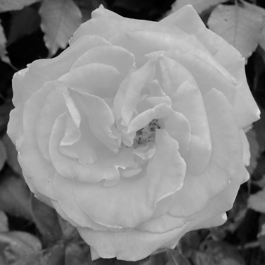 Photography titled "Rose (6598)" by Michel Akli, Original Artwork, Non Manipulated Photography