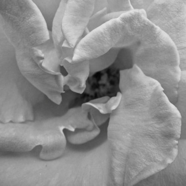 Photographie intitulée "Rose (6616_2)" par Michel Akli, Œuvre d'art originale, Photographie non manipulée
