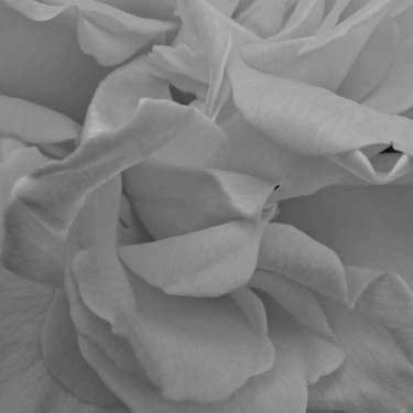 Photographie intitulée "Rose (6640_2)" par Michel Akli, Œuvre d'art originale, Photographie non manipulée