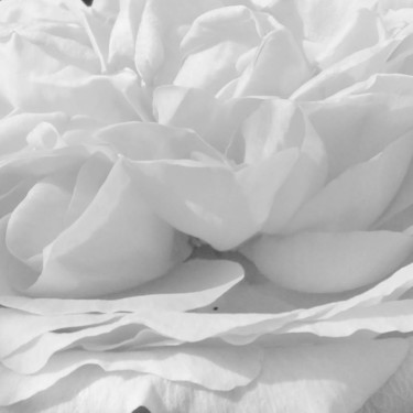 Photographie intitulée "Rose (6731_2)" par Michel Akli, Œuvre d'art originale, Photographie non manipulée