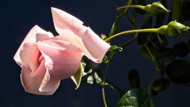 Photography titled "Rose rose (7424)" by Michel Akli, Original Artwork, Digital Photography