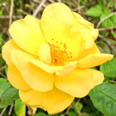 Fotografia zatytułowany „Rose jaune (2849-cc…” autorstwa Michel Akli, Oryginalna praca, Fotografia cyfrowa