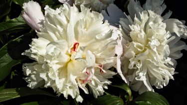 Photography titled "Pivoines blanches (…" by Michel Akli, Original Artwork, Digital Photography