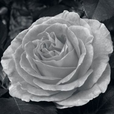 Photography titled "Rose (9189)" by Michel Akli, Original Artwork, Non Manipulated Photography