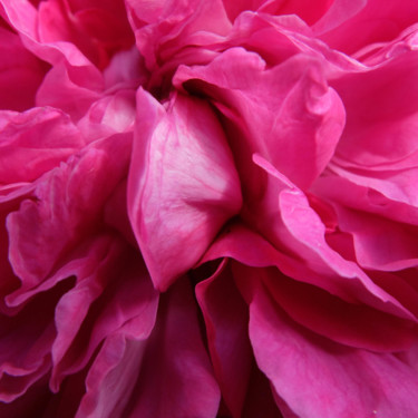 Photographie intitulée "Coeur de rose rose…" par Michel Akli, Œuvre d'art originale, Photographie numérique