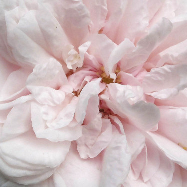 Photographie intitulée "Rose (6896-c-3)" par Michel Akli, Œuvre d'art originale, Photographie numérique