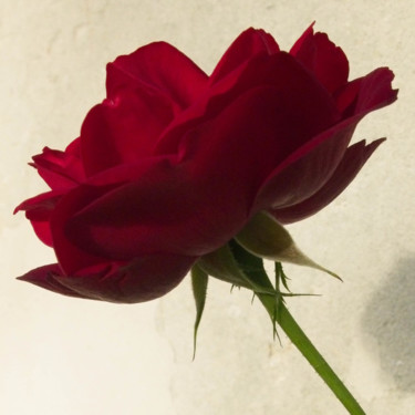 Photographie intitulée "Rose rouge (8171-c-…" par Michel Akli, Œuvre d'art originale, Photographie numérique