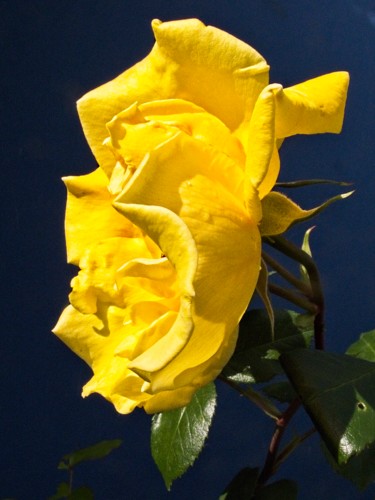 Photographie intitulée "Rose jaune (7121)" par Michel Akli, Œuvre d'art originale, Photographie numérique