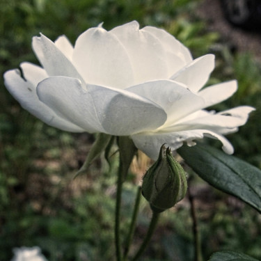 Photographie intitulée "Rose blanche (7185-…" par Michel Akli, Œuvre d'art originale, Photographie numérique