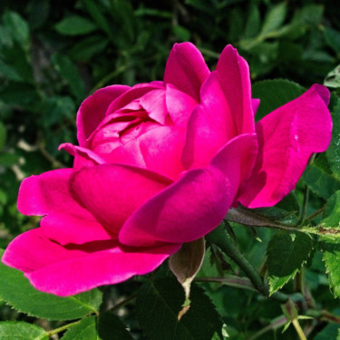 Photographie intitulée "Rose rouge (7230-cc…" par Michel Akli, Œuvre d'art originale, Photographie numérique