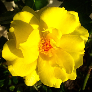Фотография под названием "Rose jaune (8089-cc…" - Michel Akli, Подлинное произведение искусства, Цифровая фотография