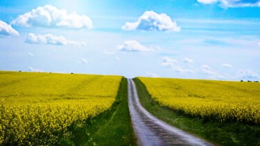 Фотография под названием "Champ de colza (2)…" - Michel Akli, Подлинное произведение искусства, Цифровая фотография