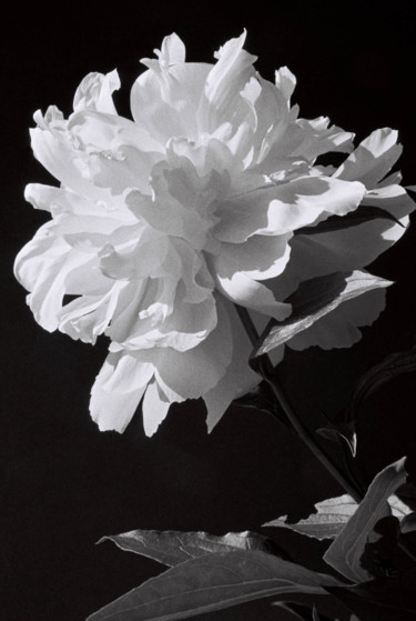 Photography titled "Pivoine" by Michel Akli, Original Artwork, Non Manipulated Photography