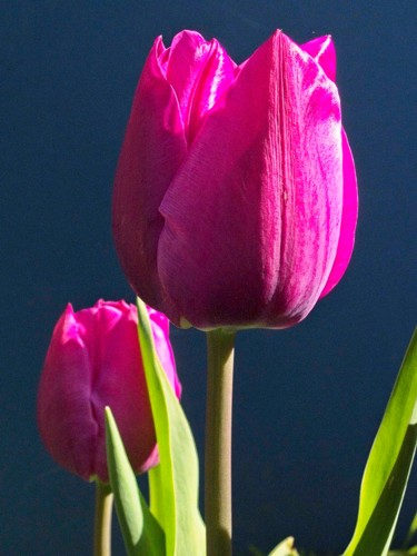 Photographie intitulée "Tulipe (4505)" par Michel Akli, Œuvre d'art originale, Photographie non manipulée