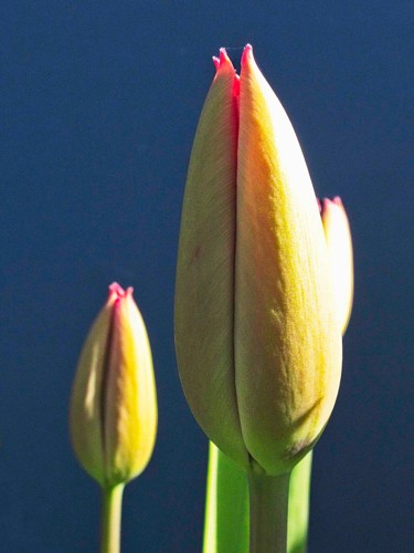 Photographie intitulée "Bourgeons de Tulipe" par Michel Akli, Œuvre d'art originale, Photographie non manipulée