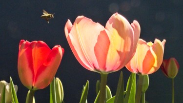 Φωτογραφία με τίτλο "Tulipes (4642)" από Michel Akli, Αυθεντικά έργα τέχνης, Μη χειραγωγημένη φωτογραφία