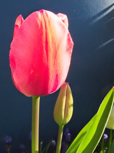 Photography titled "Tulipe (4514)" by Michel Akli, Original Artwork, Non Manipulated Photography