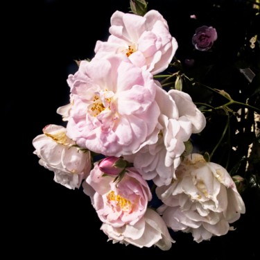 Fotografia intitolato "Bouquet de roses du…" da Michel Akli, Opera d'arte originale, Fotografia digitale