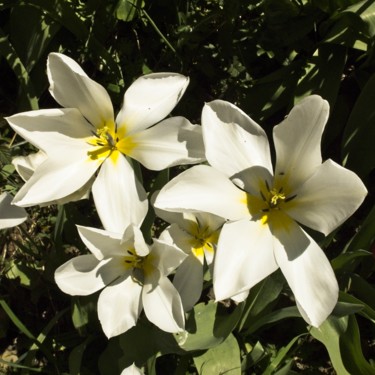 Φωτογραφία με τίτλο "Tulipes blanches (4…" από Michel Akli, Αυθεντικά έργα τέχνης, Ψηφιακή φωτογραφία