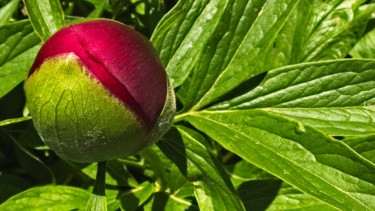 Photographie intitulée "Bouton de pivoine r…" par Michel Akli, Œuvre d'art originale, Photographie numérique