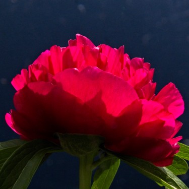Photographie intitulée "Fleur de Pivoine ro…" par Michel Akli, Œuvre d'art originale, Photographie numérique
