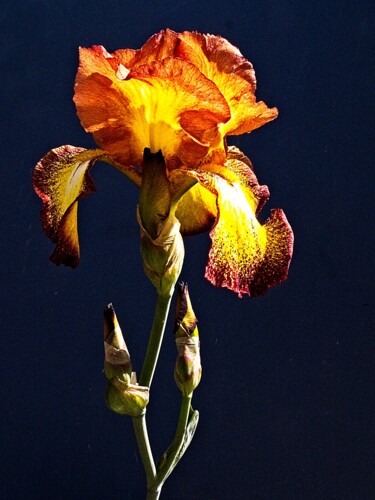 Photographie intitulée "Iris or (6519)" par Michel Akli, Œuvre d'art originale, Photographie numérique