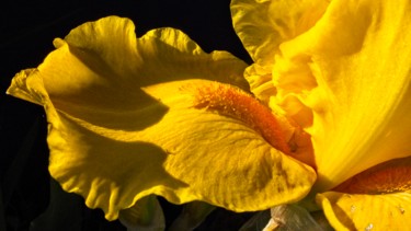 Photographie intitulée "Iris jaune (7635)" par Michel Akli, Œuvre d'art originale, Photographie numérique