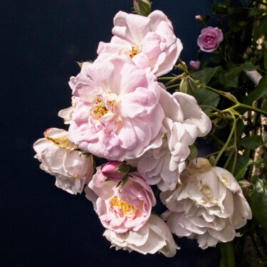 Photography titled "Rose en bouquet" by Michel Akli, Original Artwork, Digital Photography