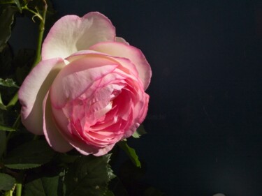 Photography titled "Rose PR (1)" by Michel Akli, Original Artwork, Digital Photography