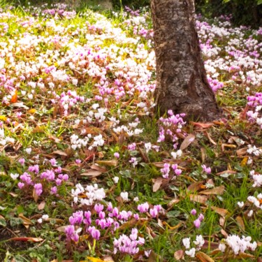 Фотография под названием "Cyclamens" - Michel Akli, Подлинное произведение искусства, Цифровая фотография