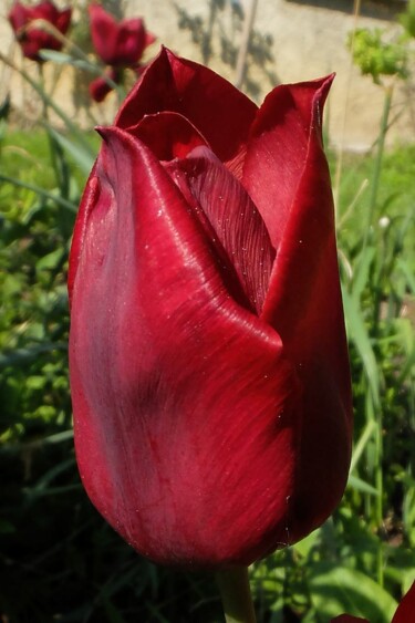 Photographie intitulée "Tulipe rouge" par Michel Akli, Œuvre d'art originale, Photographie numérique