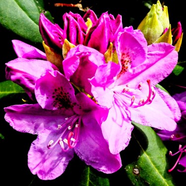 Photographie intitulée "Rhododendrons en fl…" par Michel Akli, Œuvre d'art originale, Photographie numérique