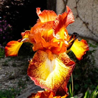 Photography titled "iris feu et flame" by Michel Akli, Original Artwork, Non Manipulated Photography