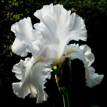 Photographie intitulée "Iris blanc (5192)" par Michel Akli, Œuvre d'art originale, Photographie numérique