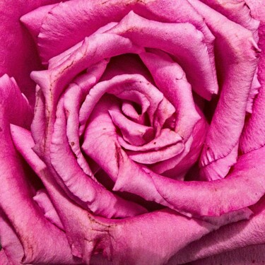 Фотография под названием "Cœur de rose (7278)" - Michel Akli, Подлинное произведение искусства, Цифровая фотография
