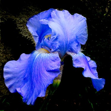 "Iris bleu (5048)" başlıklı Fotoğraf Michel Akli tarafından, Orijinal sanat, Dijital Fotoğrafçılık