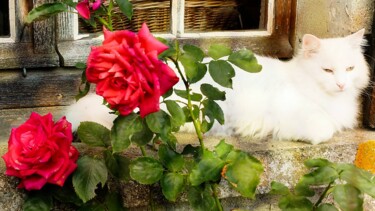 Photographie intitulée "Le chat et les rose…" par Michel Akli, Œuvre d'art originale, Photographie numérique
