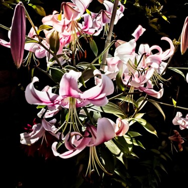 Photographie intitulée "Lys en bouquet" par Michel Akli, Œuvre d'art originale, Photographie numérique