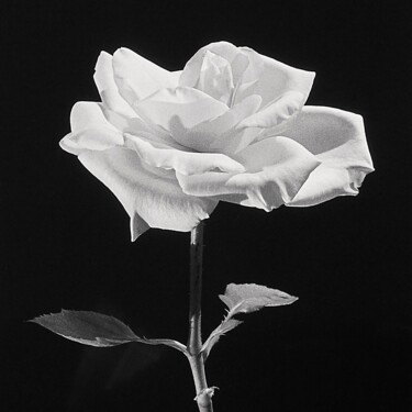 Fotografia intitolato "La rose (les 4 élém…" da Michel Akli, Opera d'arte originale, Fotografia digitale