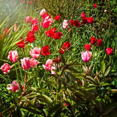 Фотография под названием "Les tulipes" - Michel Akli, Подлинное произведение искусства, Цифровая фотография
