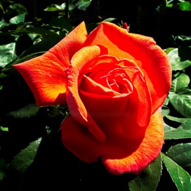 Fotografia zatytułowany „Rose rouge (2)” autorstwa Michel Akli, Oryginalna praca, Fotografia cyfrowa