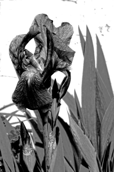 Photographie intitulée "Iris Un jardin en N…" par Michel Akli, Œuvre d'art originale, Photographie non manipulée
