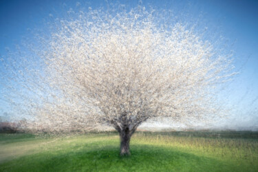 Photographie intitulée "Cerisier En Fleur" par Alain Rappeneau, Œuvre d'art originale, Photographie numérique Monté sur Alum…