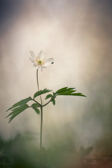 Photographie intitulée "Anemone Sylvie" par Alain Rappeneau, Œuvre d'art originale, Photographie numérique