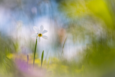 Fotografie mit dem Titel "Narcisse #2" von Alain Rappeneau, Original-Kunstwerk, Digitale Fotografie