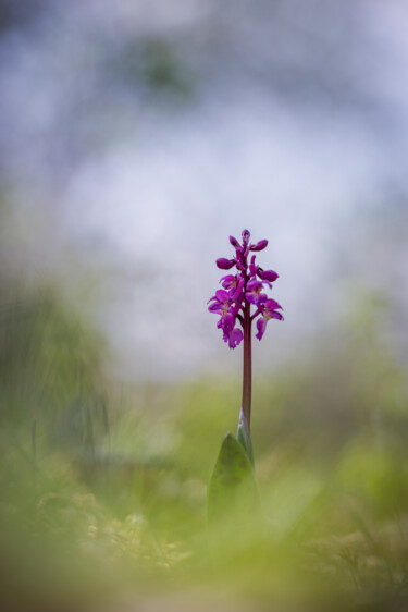 Fotografie mit dem Titel "Orchis mâle #2" von Alain Rappeneau, Original-Kunstwerk, Digitale Fotografie