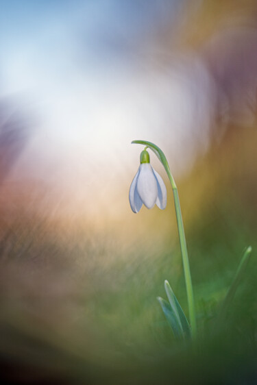 Photographie intitulée "Perce-neige" par Alain Rappeneau, Œuvre d'art originale, Photographie numérique