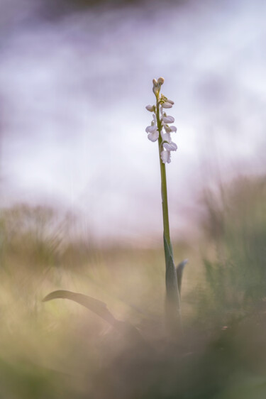 Photography titled "Orchis mâle blanc" by Alain Rappeneau, Original Artwork, Digital Photography